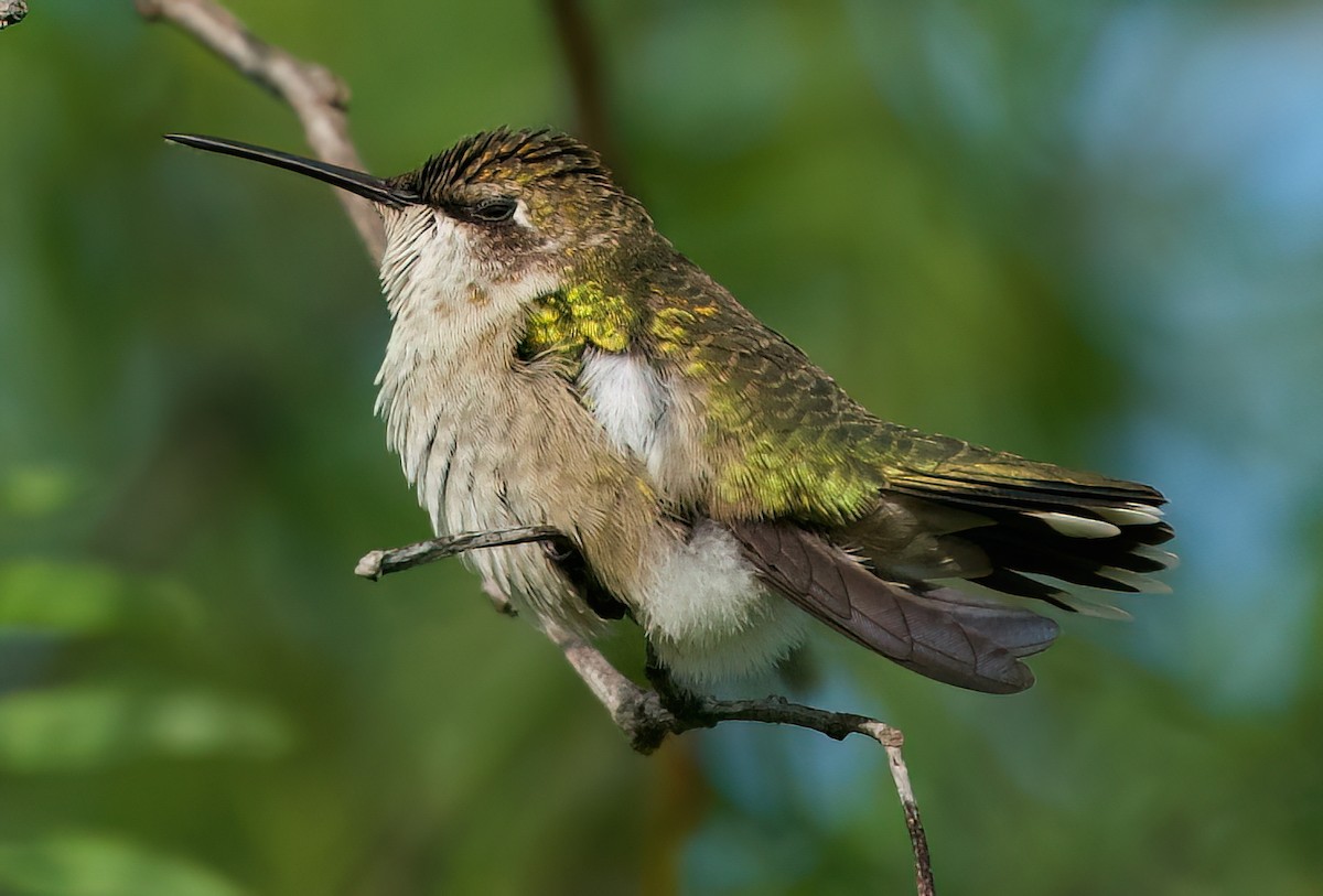 hummingbird sp. - ML642892859