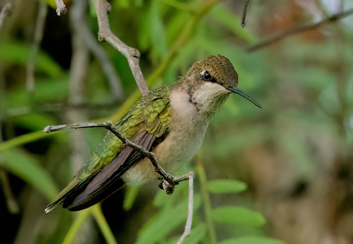 hummingbird sp. - ML642892860