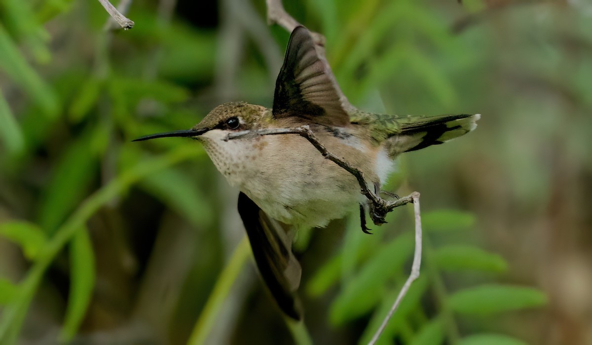 hummingbird sp. - ML642892861