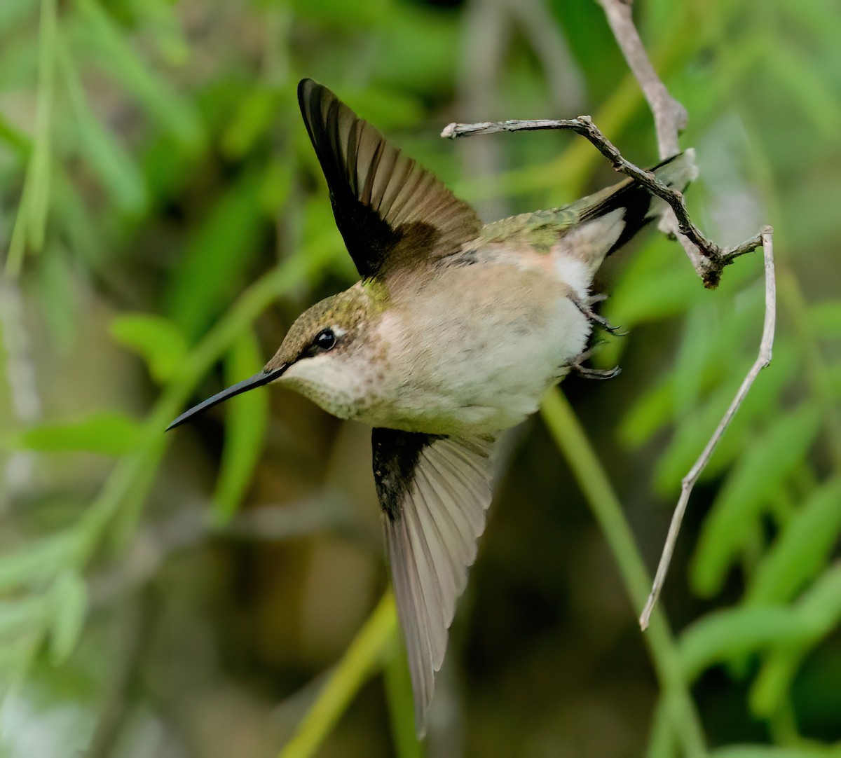 hummingbird sp. - ML642892862