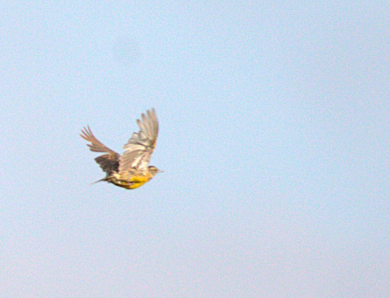 Chihuahuan Meadowlark - ML642892867