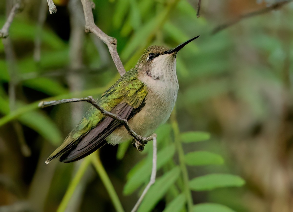 hummingbird sp. - ML642892873