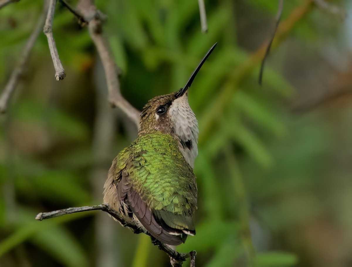 hummingbird sp. - ML642892874