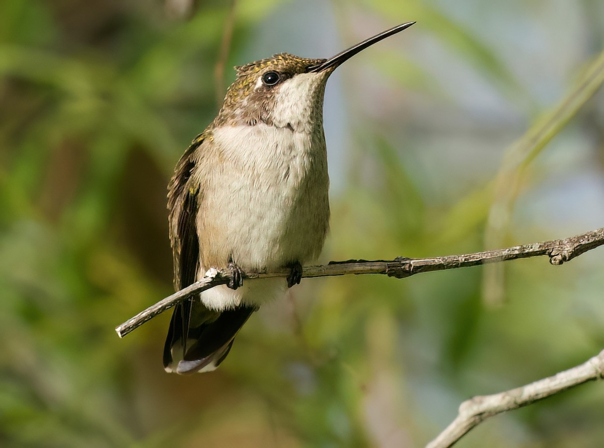 hummingbird sp. - ML642892875
