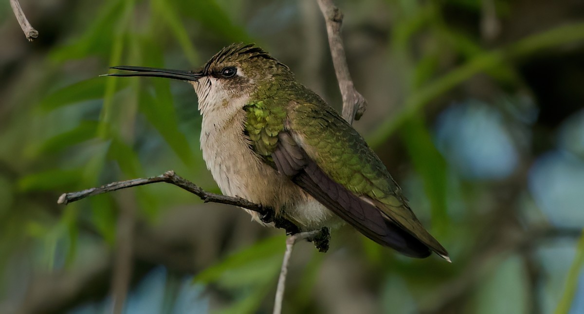 hummingbird sp. - ML642892878
