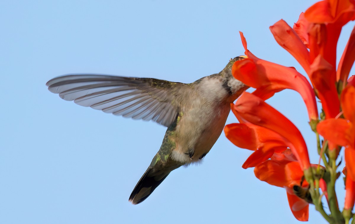 hummingbird sp. - ML642892879