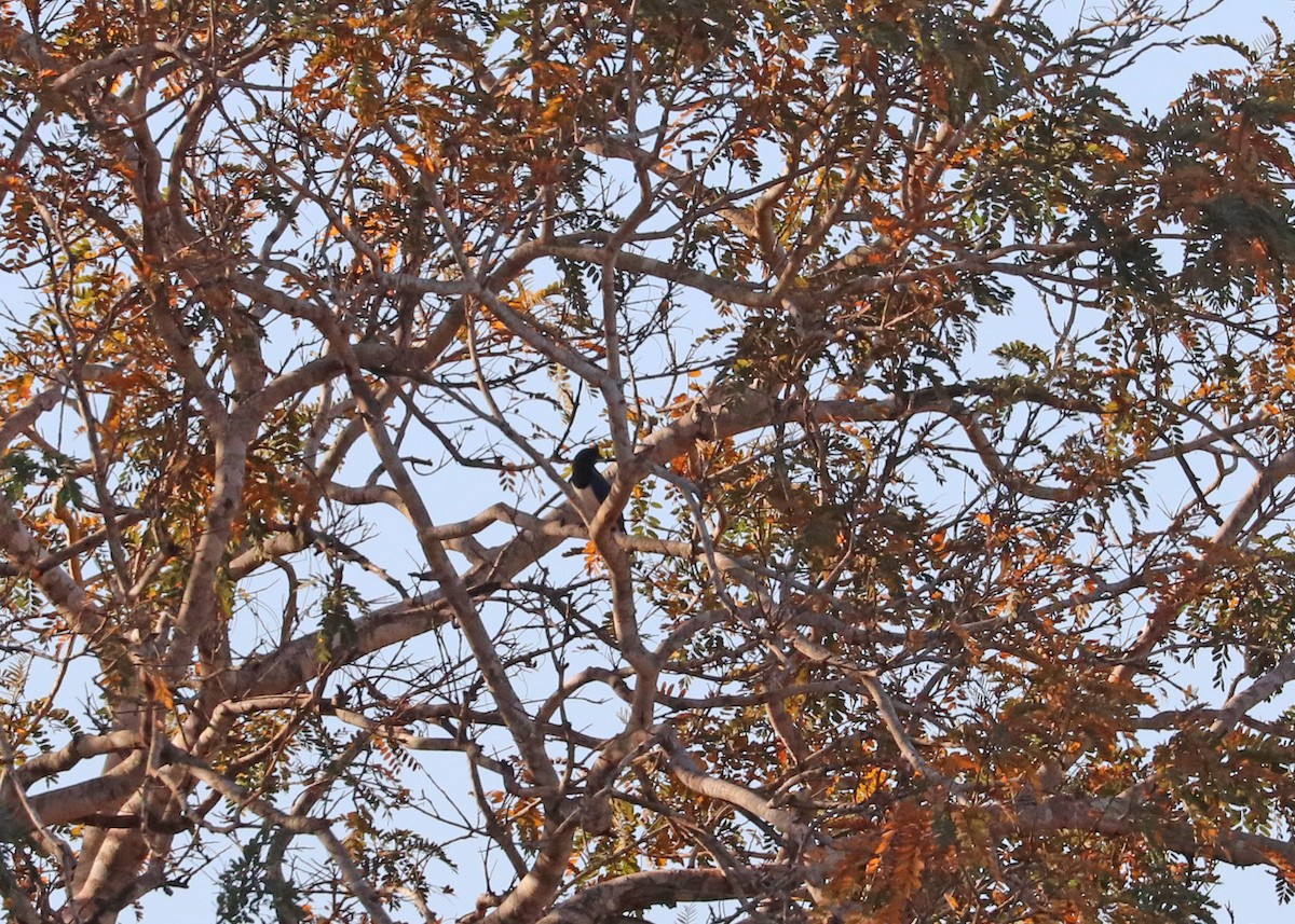 Curl-crested Jay - ML642892896