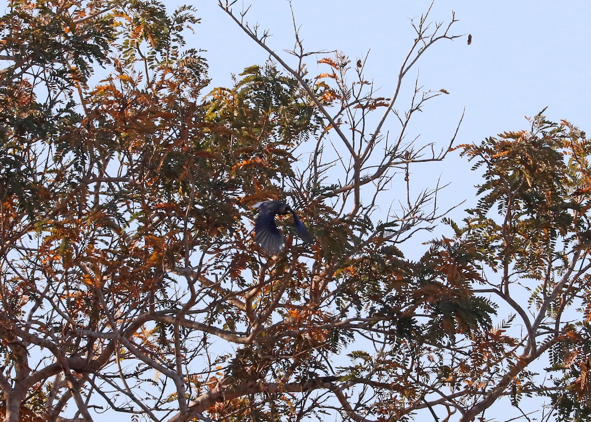 Curl-crested Jay - ML642892897