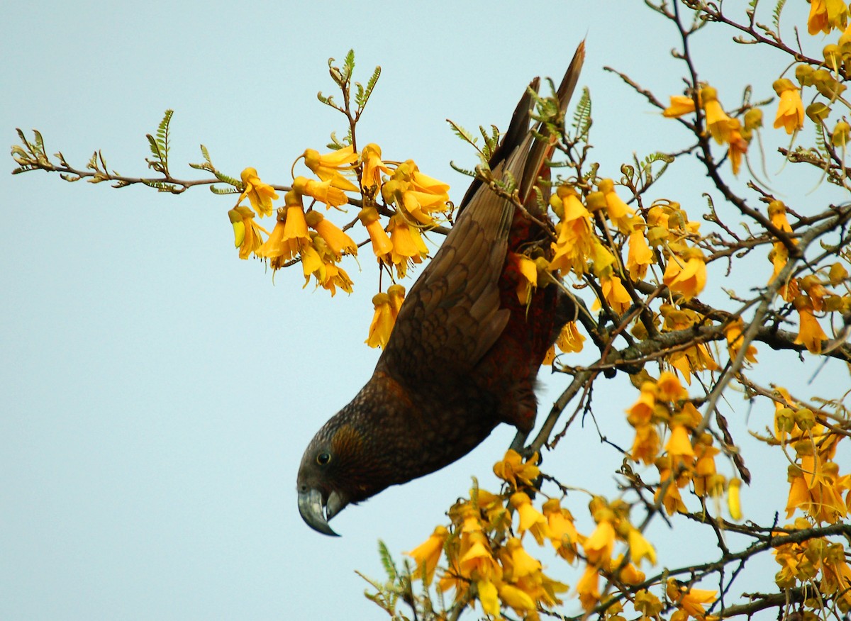New Zealand Kaka - ML642892904