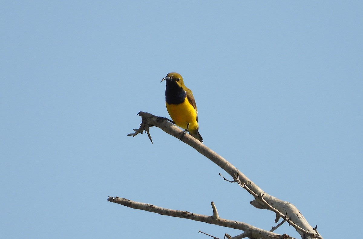 Sahul Sunbird - ML642892973