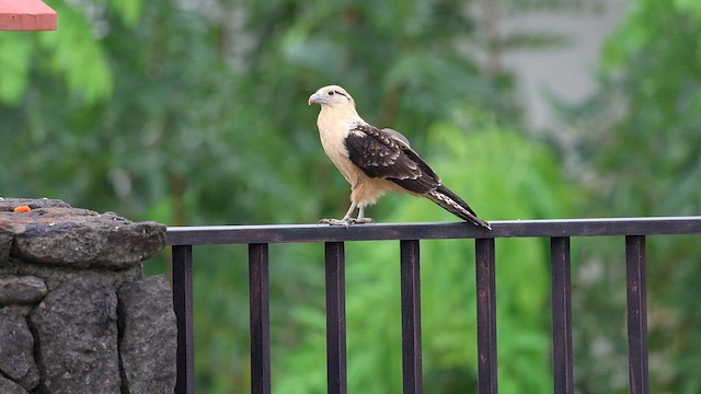 Yellow-headed Caracara - ML642892979