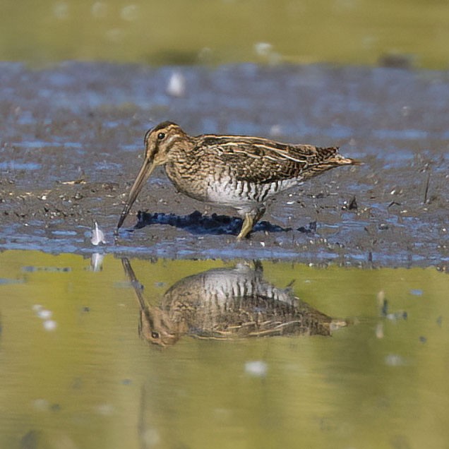 Wilson's Snipe - ML642893008