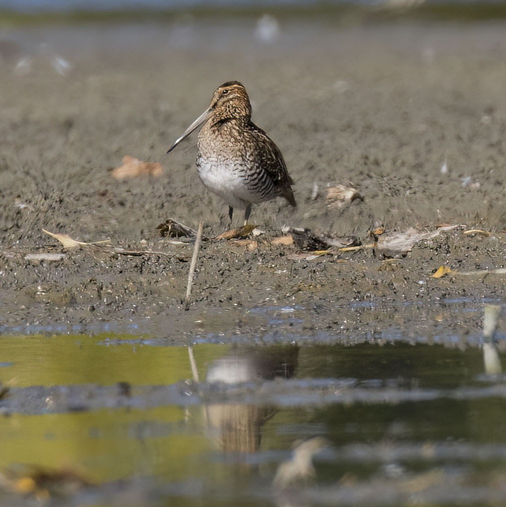 Wilson's Snipe - ML642893009