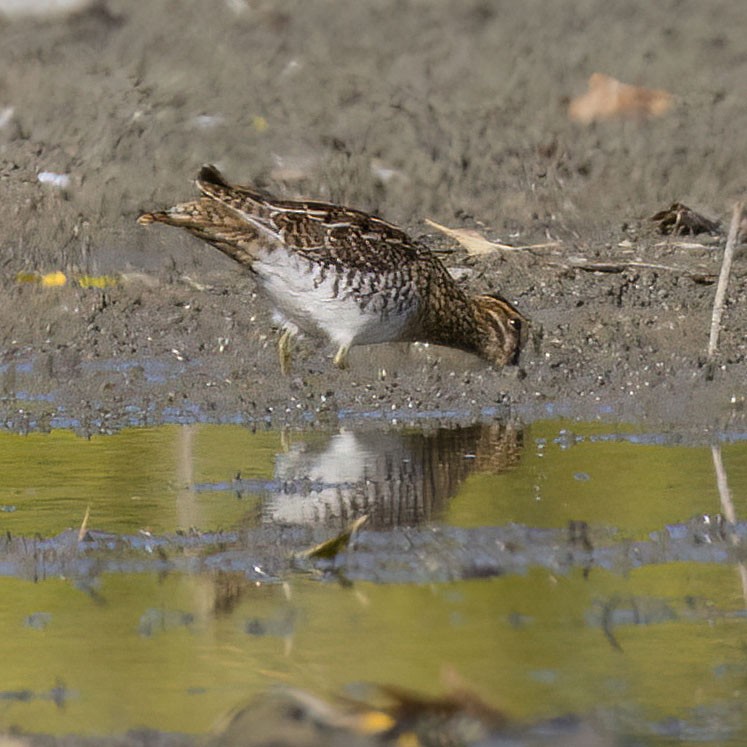 Wilson's Snipe - ML642893010