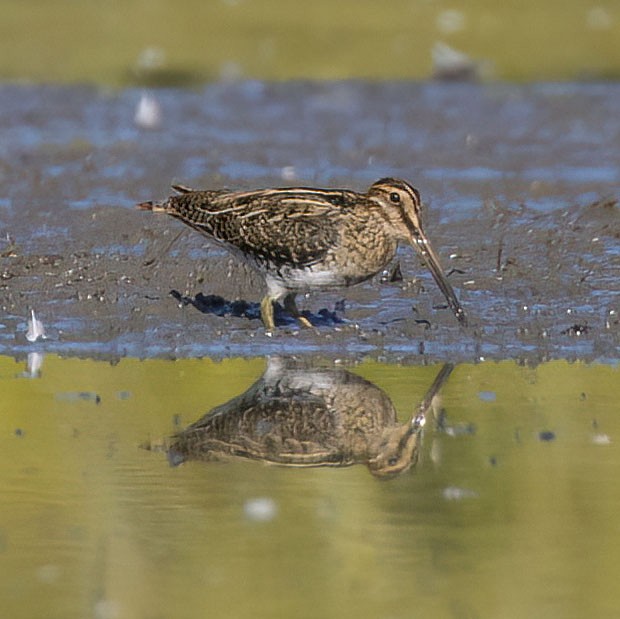 Wilson's Snipe - ML642893011