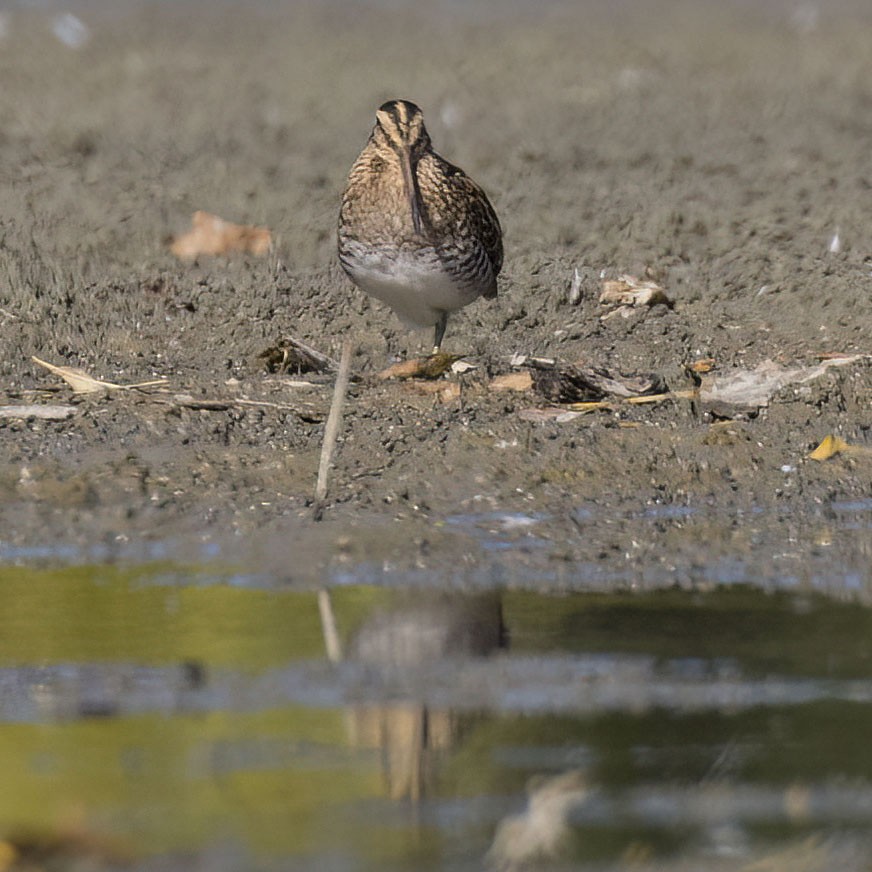 Wilson's Snipe - ML642893012