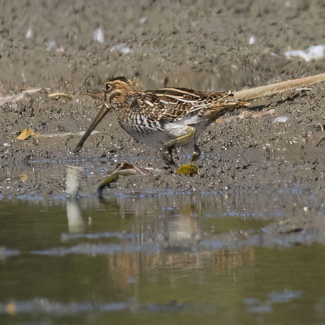 Wilson's Snipe - ML642893013