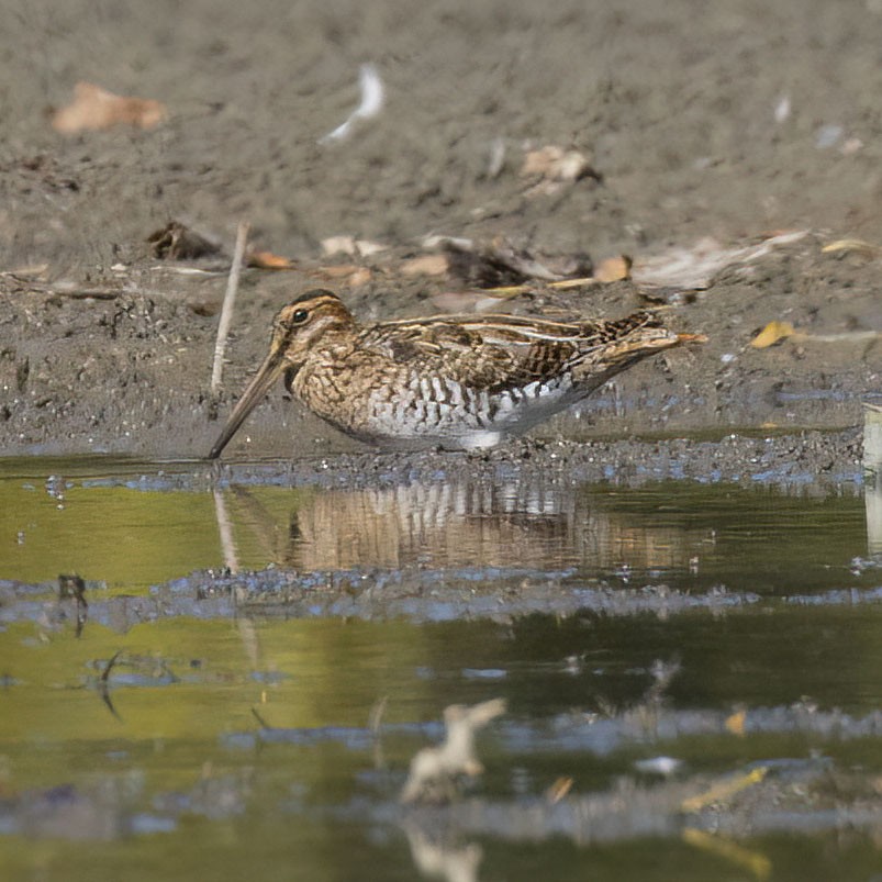 Wilson's Snipe - ML642893014