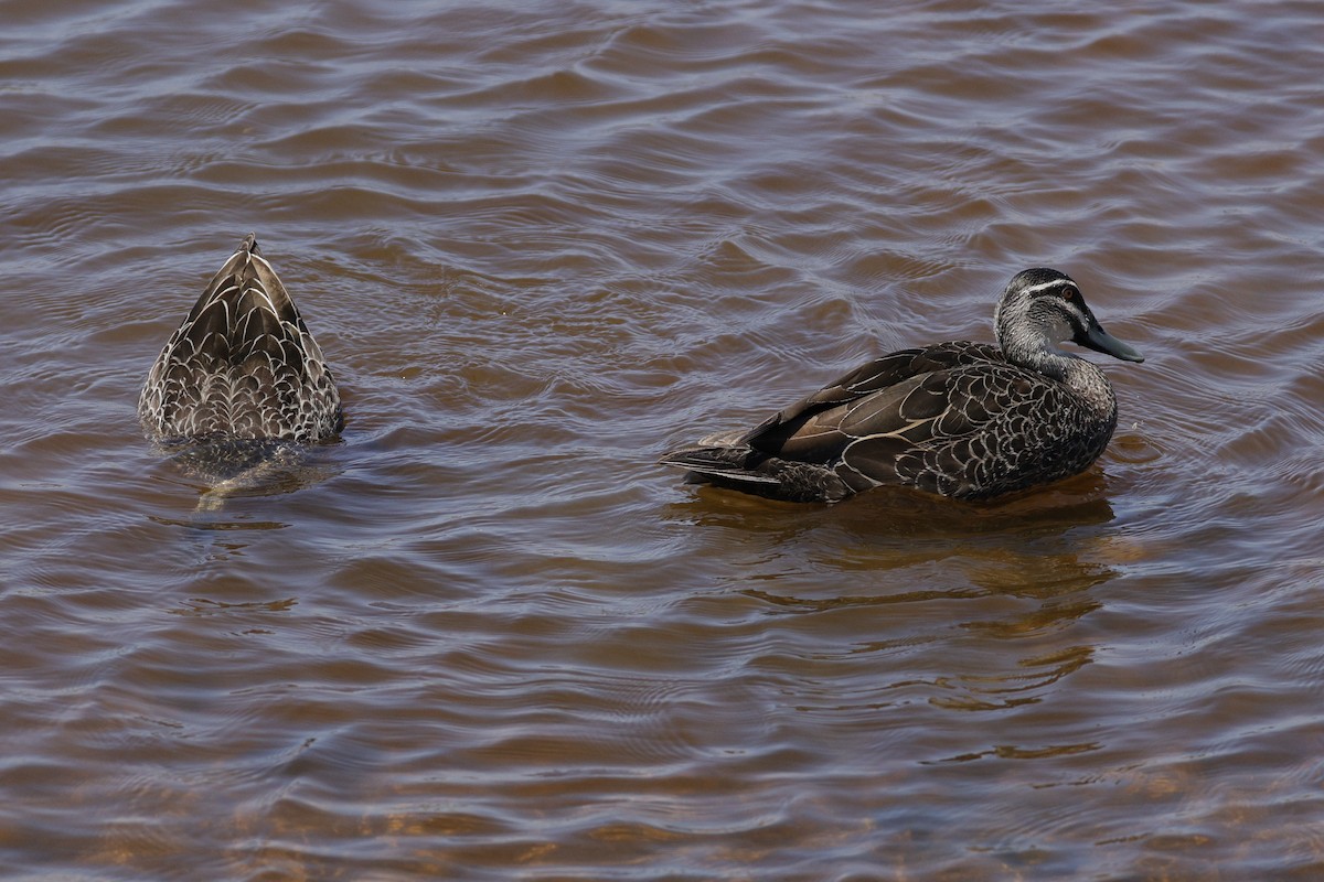 Pacific Black Duck - ML642893040