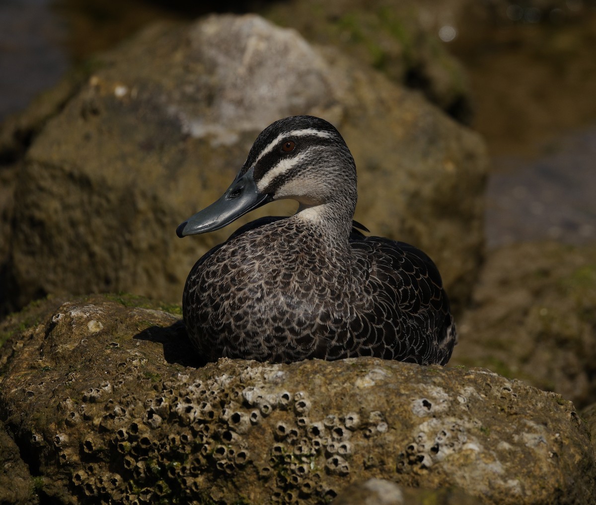 Pacific Black Duck - ML642893041