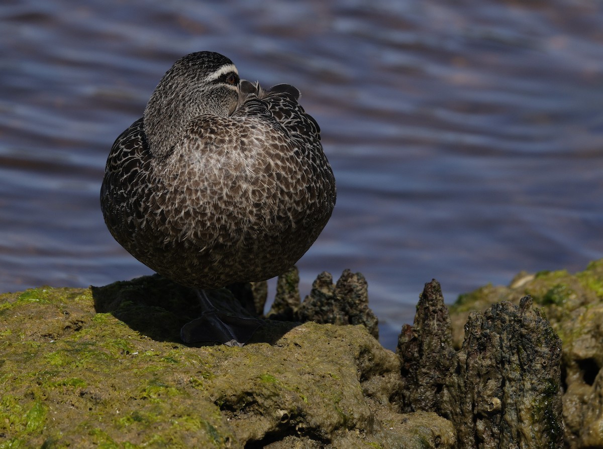 Pacific Black Duck - ML642893042