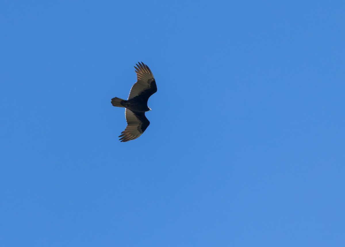 Turkey Vulture - ML642893054