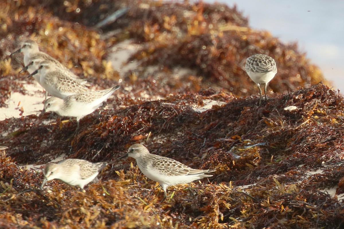 Semipalmated Sandpiper - ML642893056