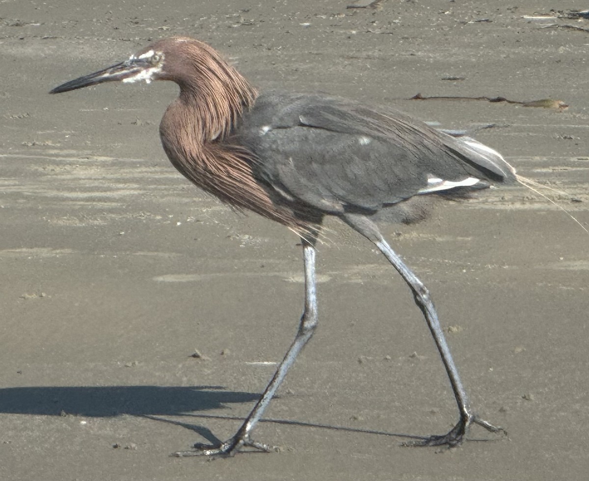 Reddish Egret - ML642893057