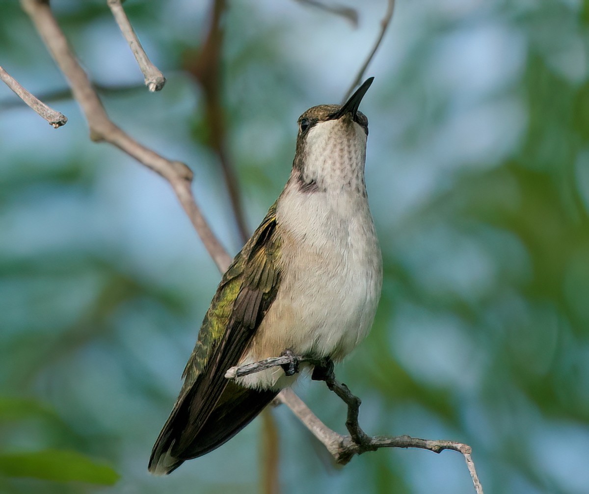 hummingbird sp. - ML642893068