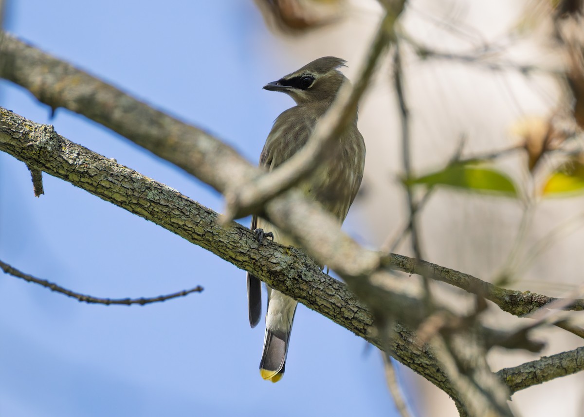 Cedar Waxwing - ML642893069