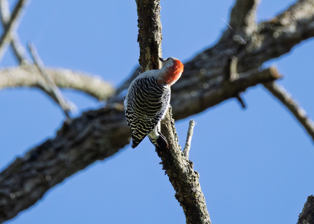 Red-bellied Woodpecker - ML642893075