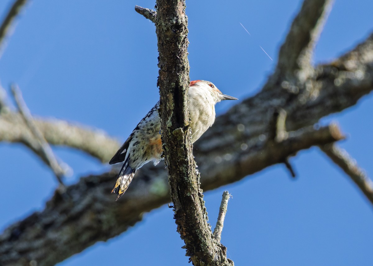Red-bellied Woodpecker - ML642893076