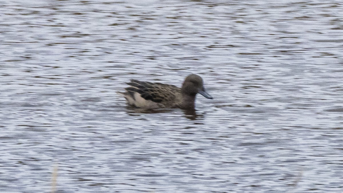 Andean Teal - ML642893094