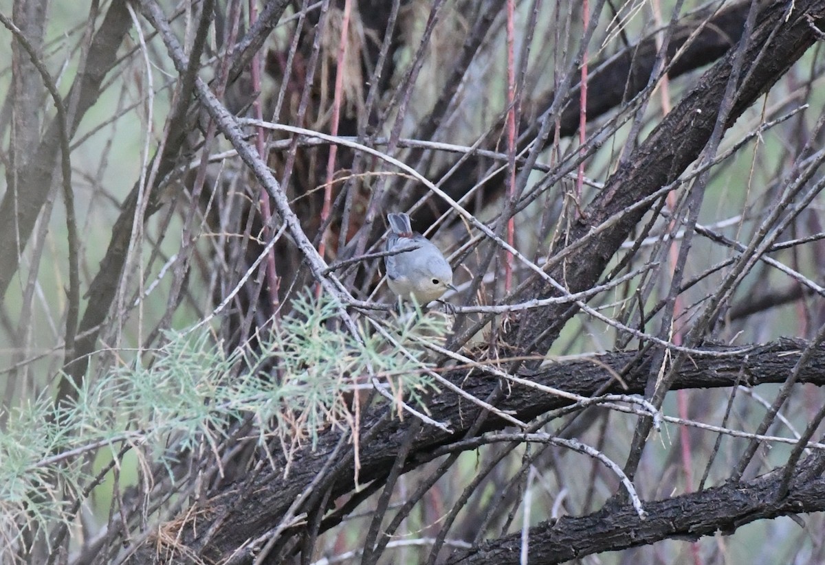 Lucy's Warbler - ML642893096