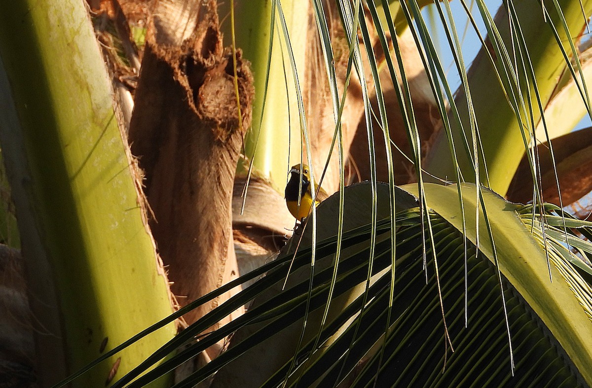Sahul Sunbird - ML642893101