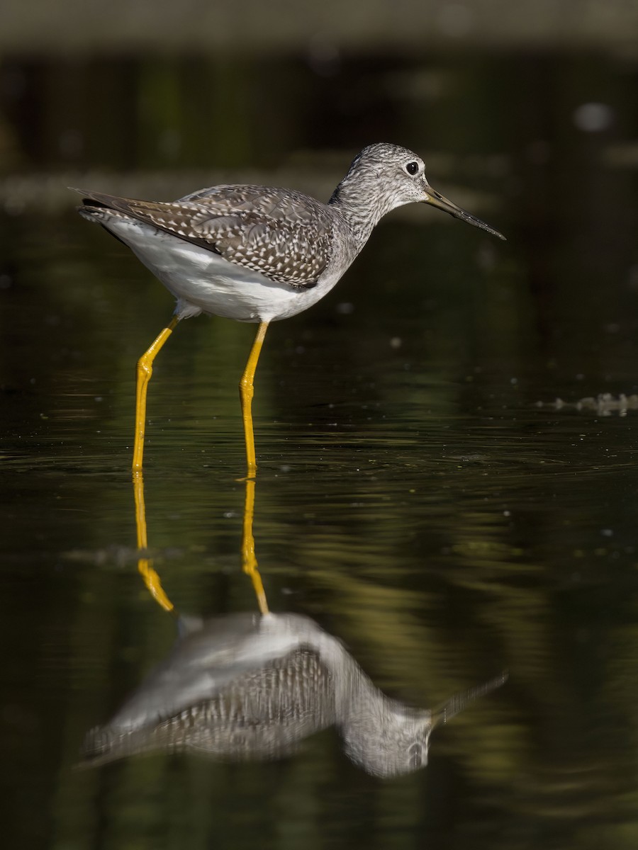 Greater Yellowlegs - ML642893105