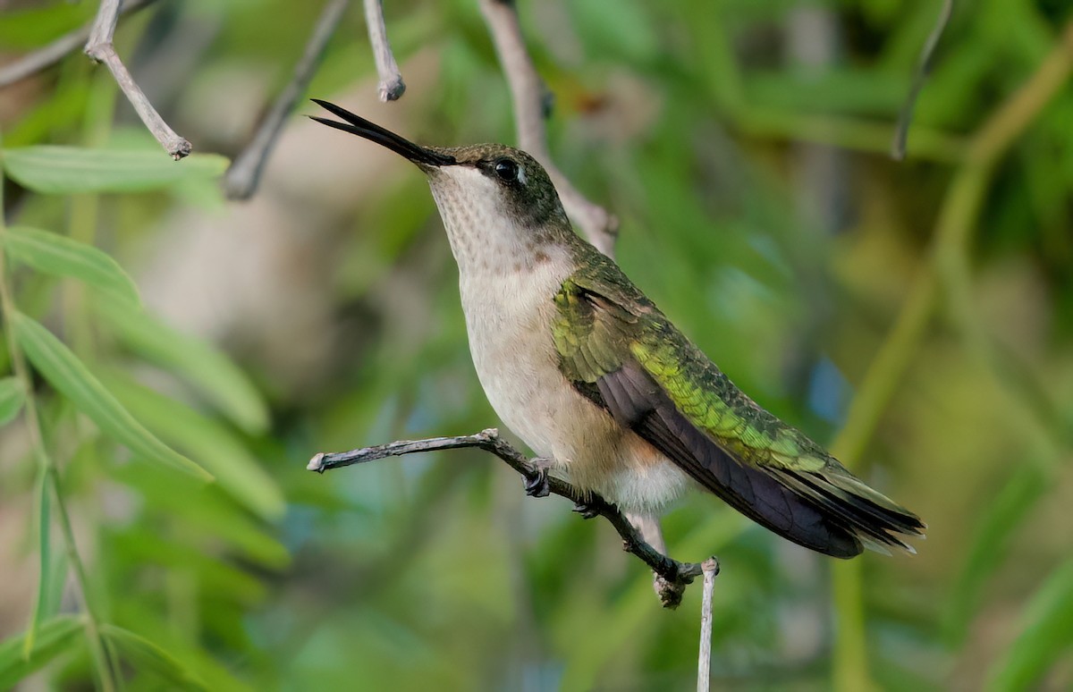 hummingbird sp. - ML642893107