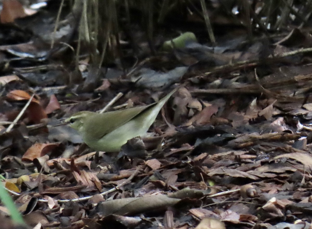 Swainson's Warbler - ML642893123