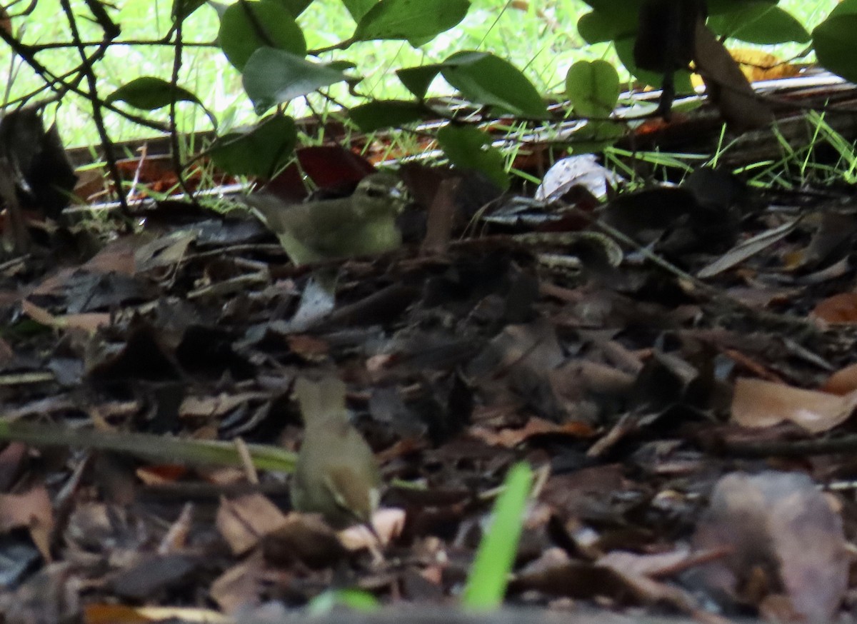 Swainson's Warbler - ML642893124