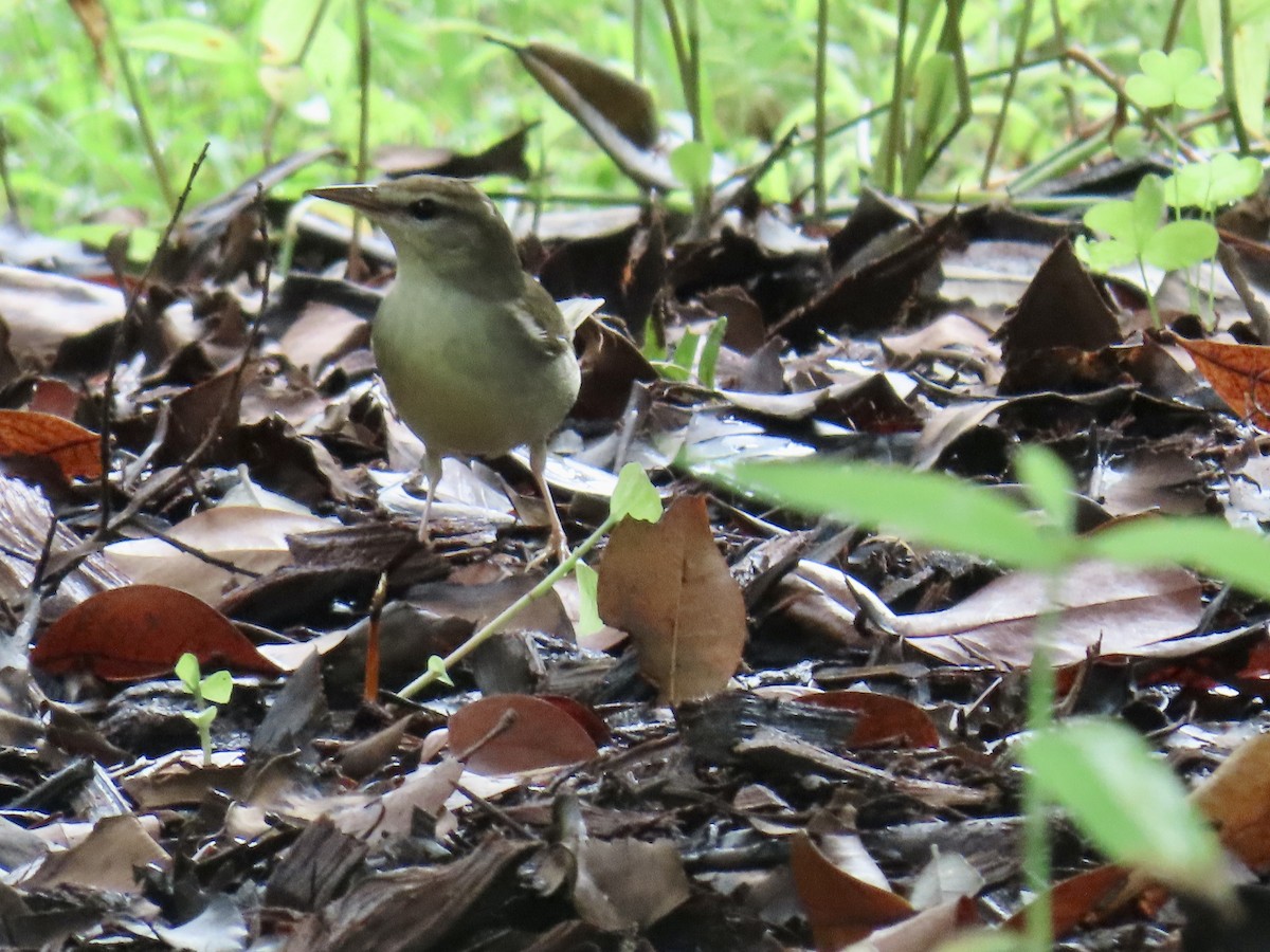 Swainson's Warbler - ML642893125