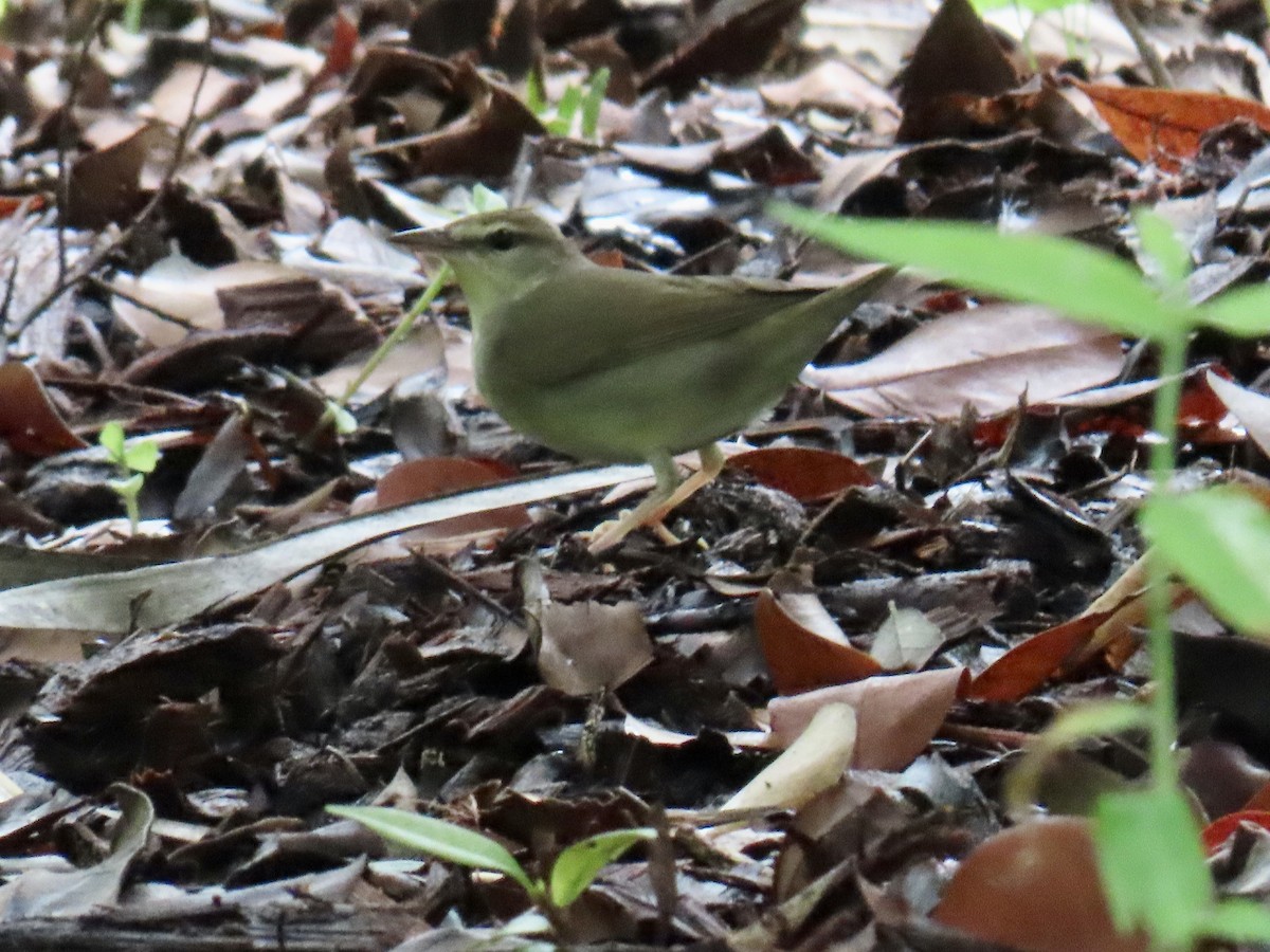 Swainson's Warbler - ML642893126