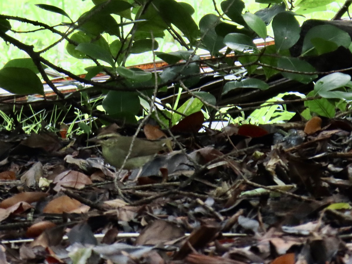 Swainson's Warbler - ML642893127