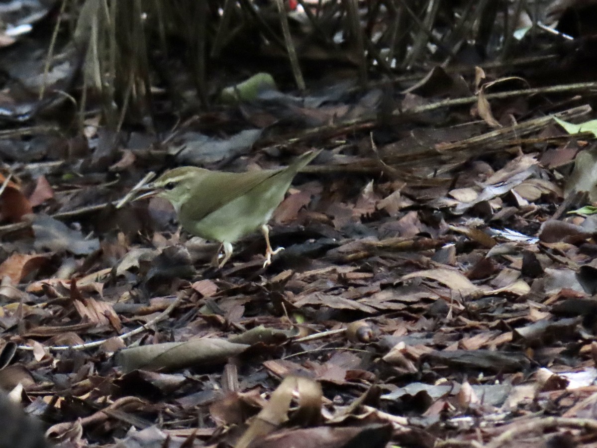 Swainson's Warbler - ML642893128