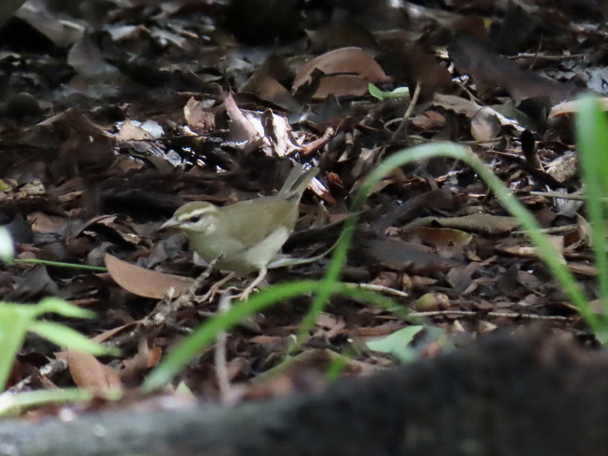 Swainson's Warbler - ML642893129