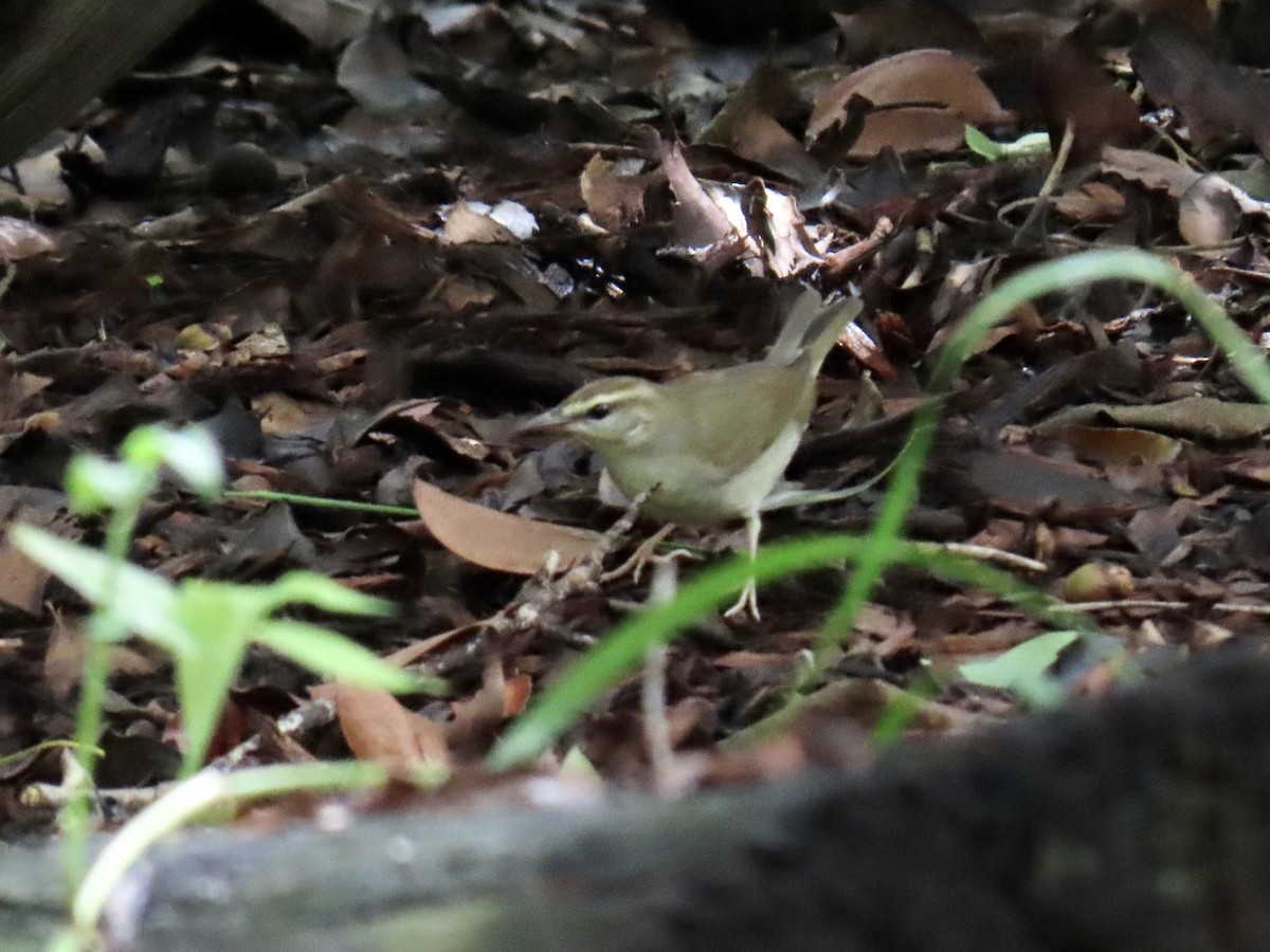 Swainson's Warbler - ML642893130