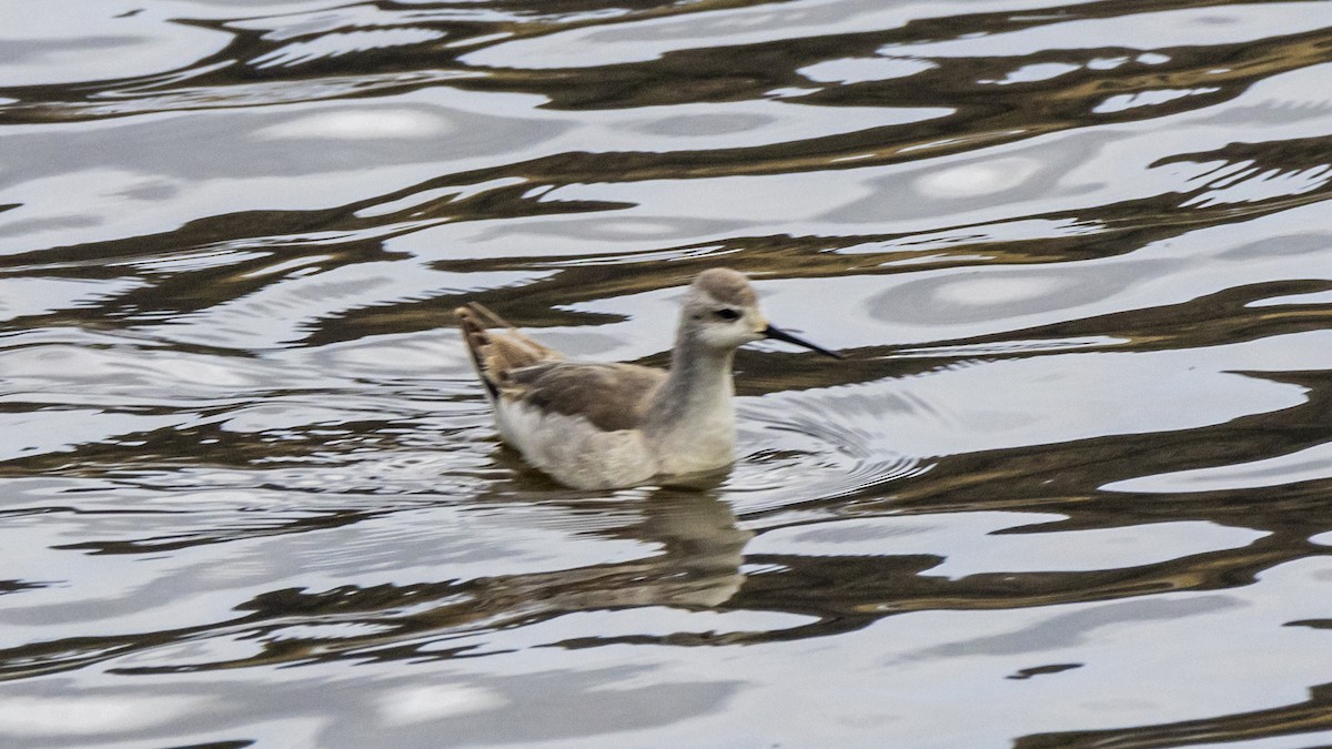 Wilson's Phalarope - ML642893138