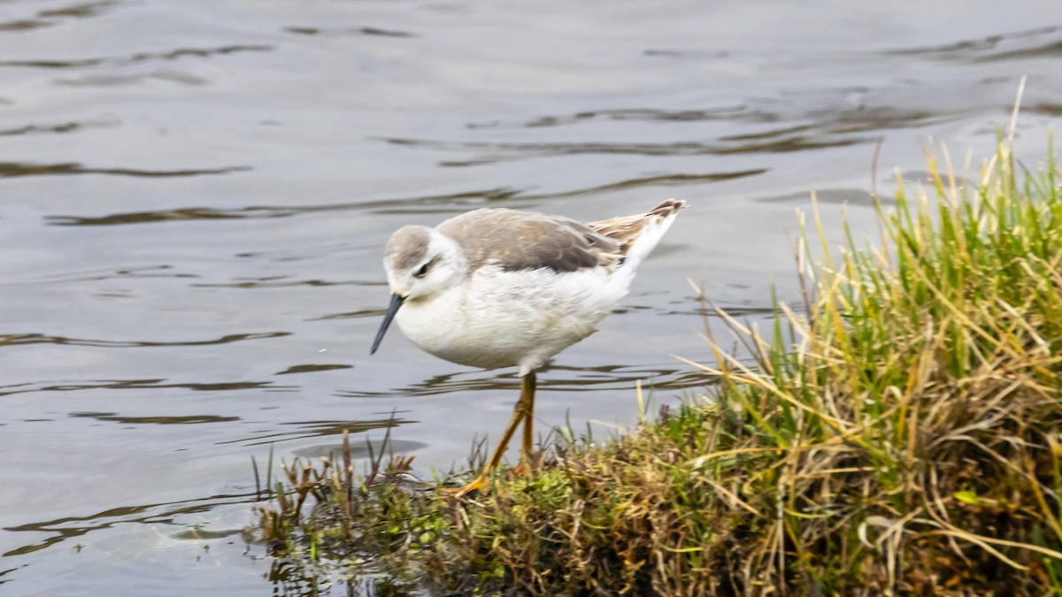 Wilson's Phalarope - ML642893139
