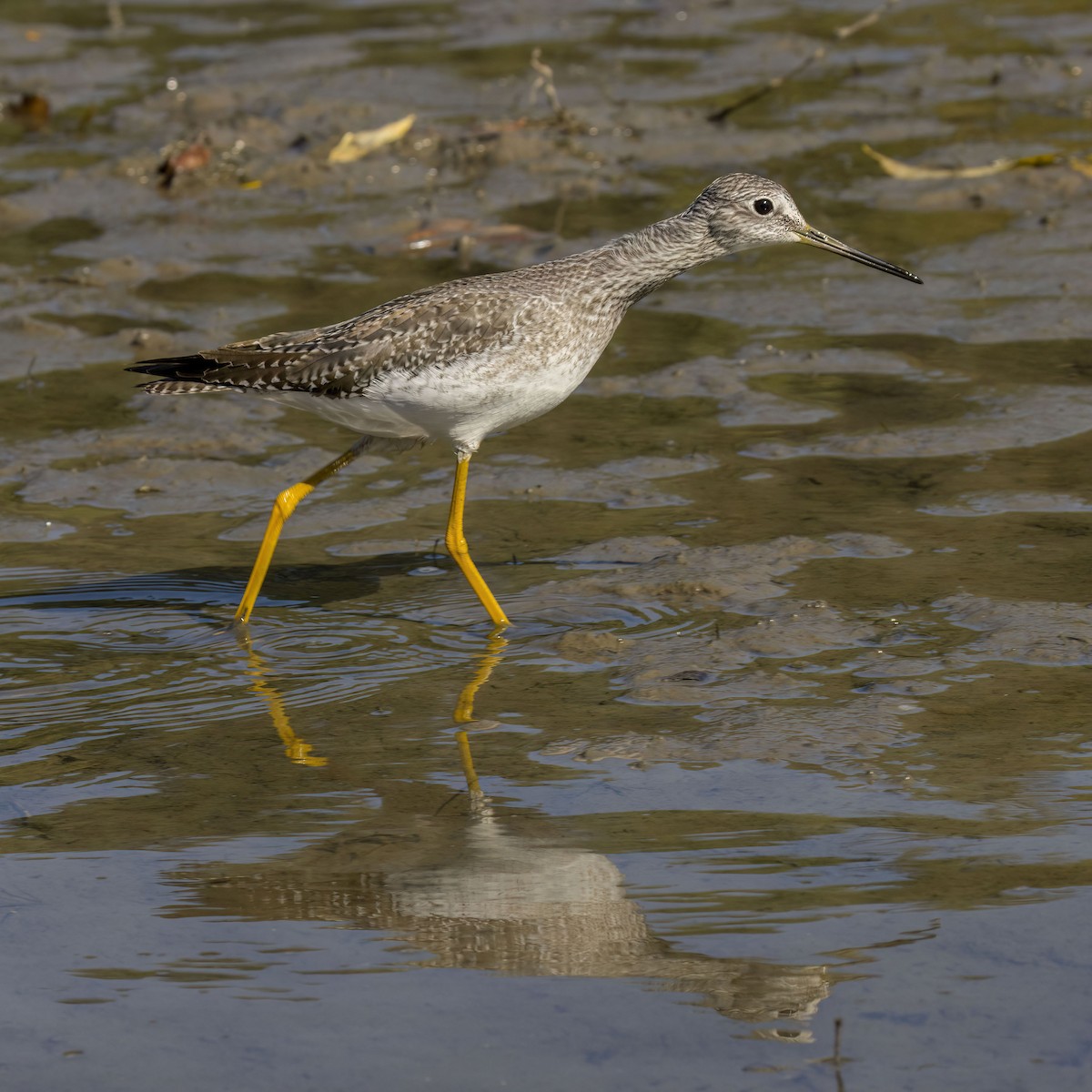 Greater Yellowlegs - ML642893142