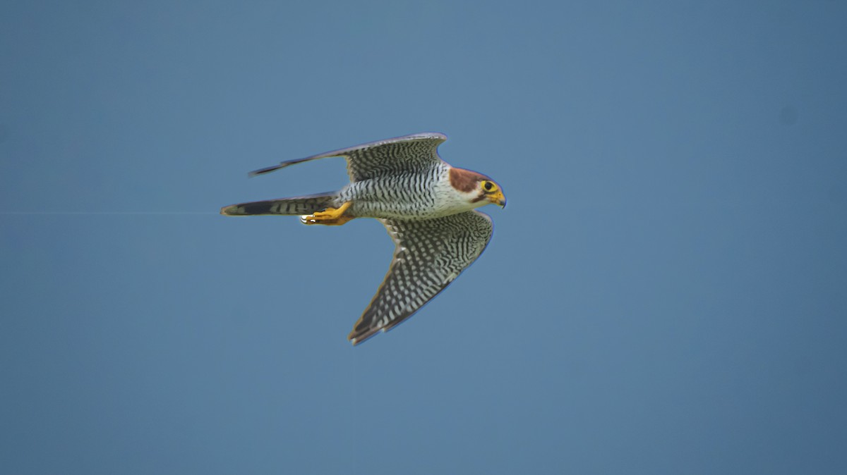 Red-necked Falcon - ML642893161