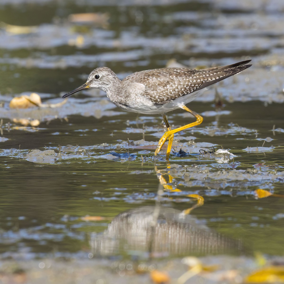 Lesser Yellowlegs - ML642893162
